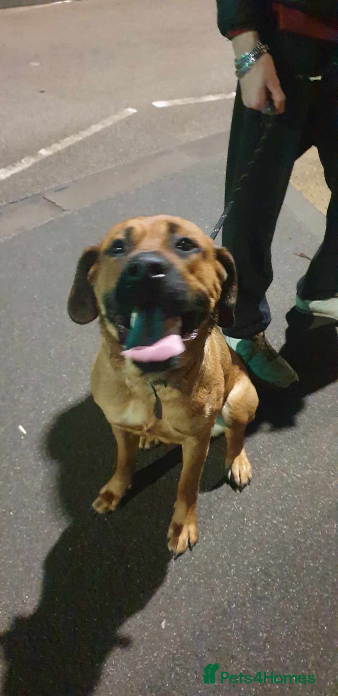 Mixed Breed dogs for sale: Rottweiler cross Staffie pups  - Advert 1