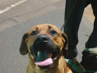 Mixed Breed dogs Rottweiler cross Stafford pups - Advert 1