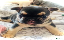 French Bulldog dogs for sale: Gorgeous French bulldog puppies 1 m & 1 f - Image 7