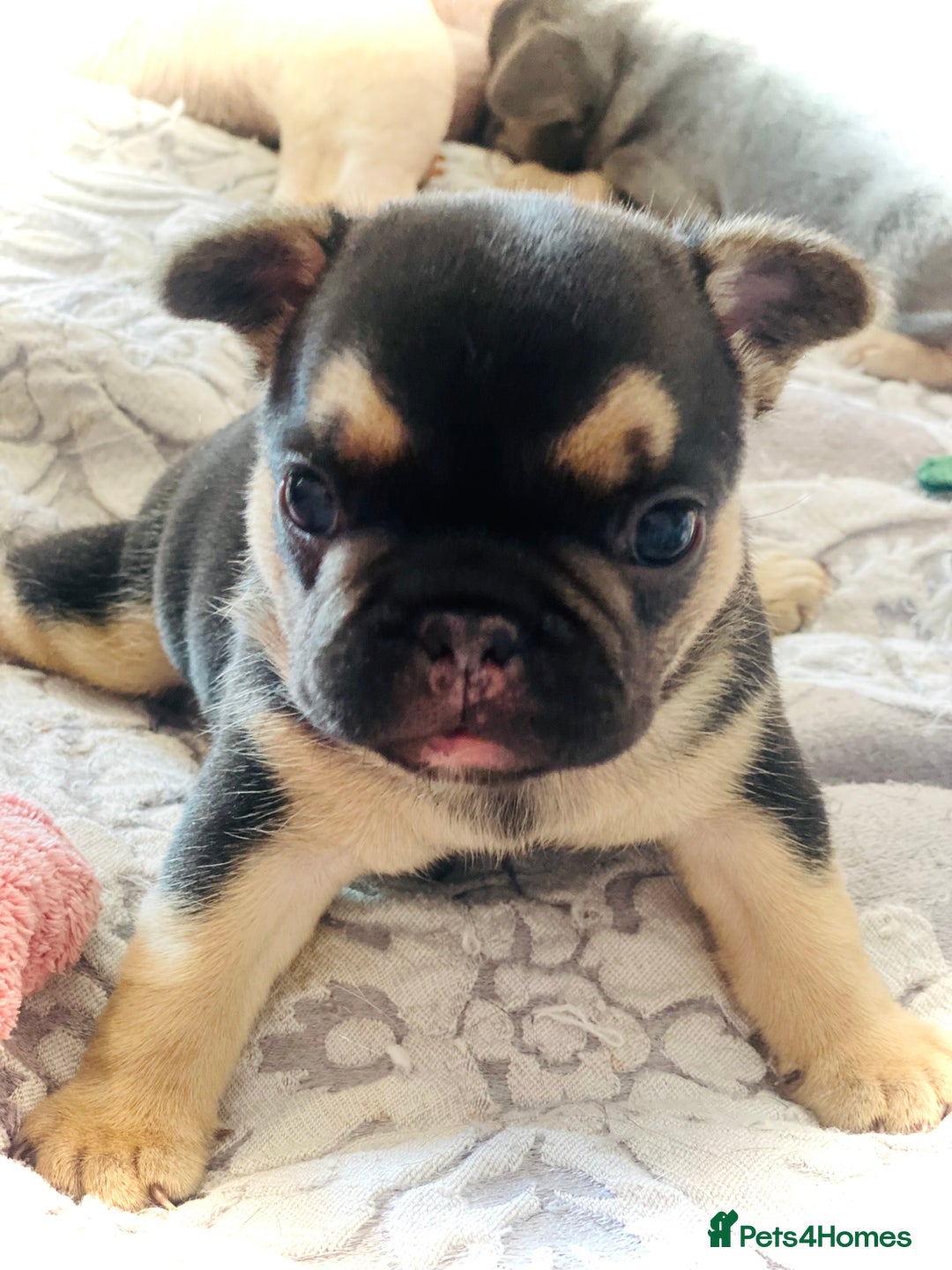 French Bulldog dogs for sale: Gorgeous French bulldog puppies 1 m & 1 f - Image 7