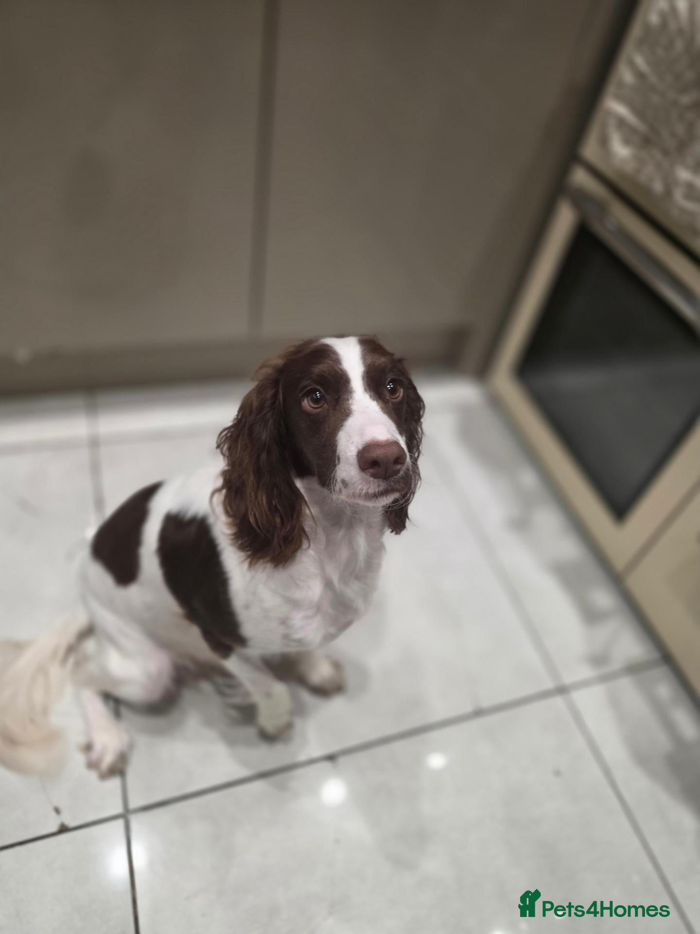 Cocker Spaniel dogs KC REG Working Cocker Spaniels - Advert 1