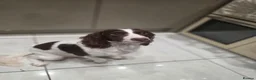 Cocker Spaniel dogs for sale: KC REG Working Cocker Spaniels in Swindon - Advert 1