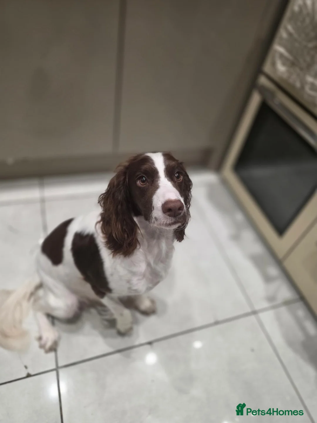Cocker Spaniel dogs for sale: KC REG Working Cocker Spaniels in Swindon - Advert 1