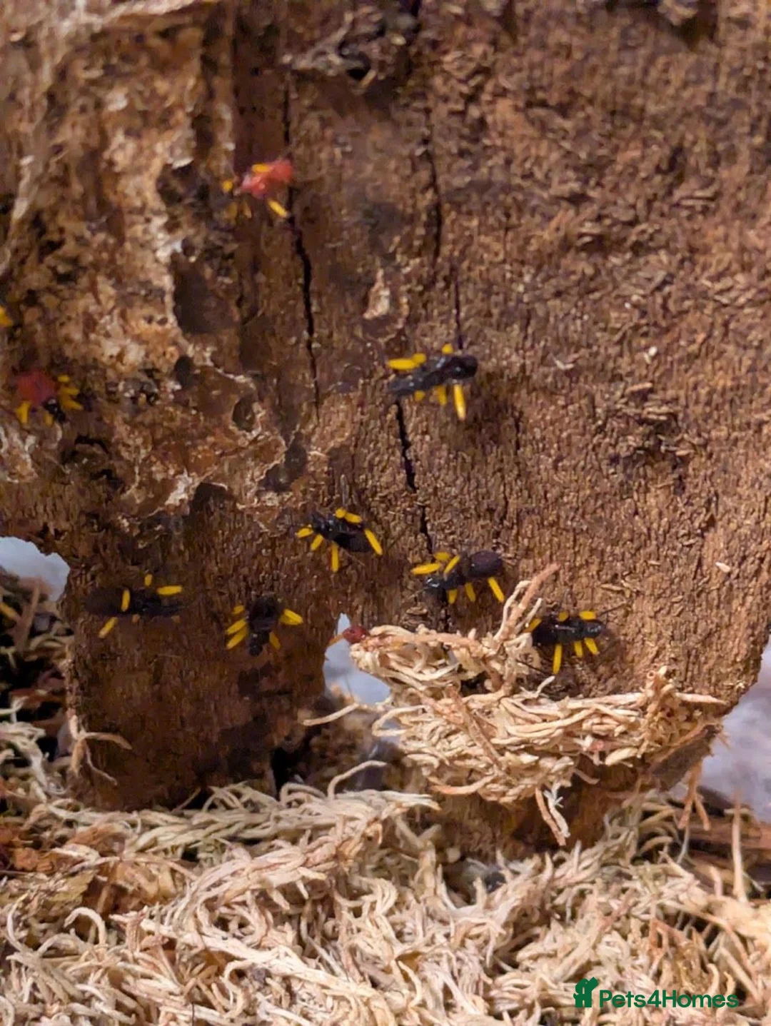 Beetles invertebrates for sale: White spot assassin nymphs (Platymeris biguttatus) in Skelmersdale - Advert 2