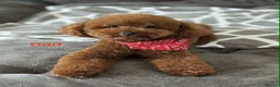 Toy Poodle dogs for sale: Adorable toy poodle puppies  - Advert 8