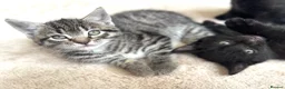 Mixed Breed cats for sale: Sweet baby Kitts - Advert 7