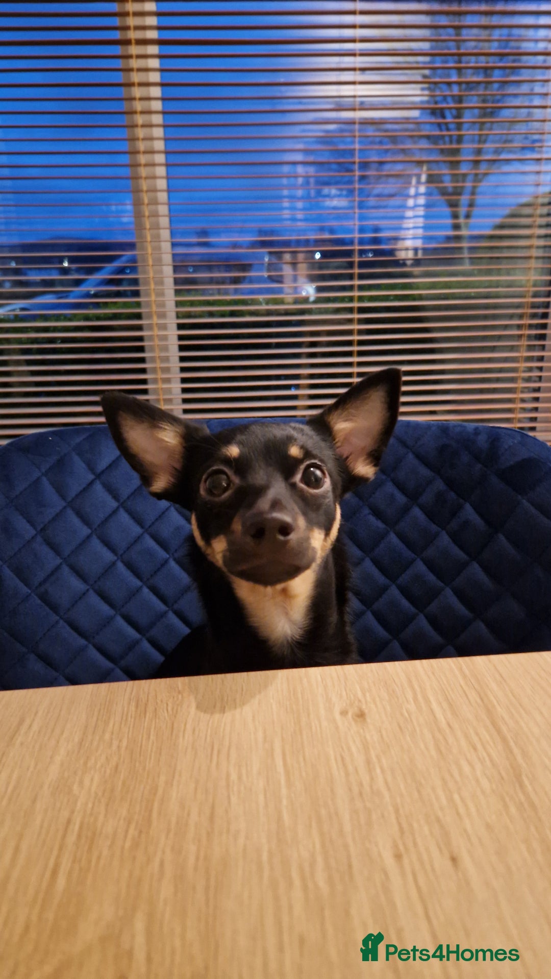 Jack Chi dogs for sale: JACK CHI PUPPIES  - Advert 1