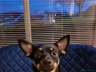 Jack Chi dogs JACK CHI PUPPIES - Advert 1