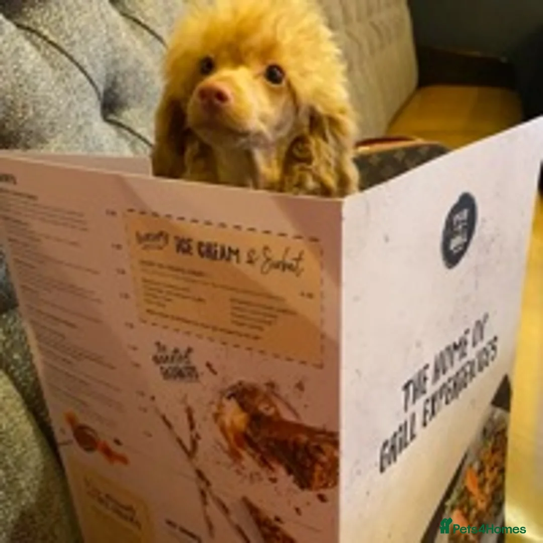 Toy Poodle dogs for stud: Famously known Toy Poodle Stud in Swindon - Advert 3