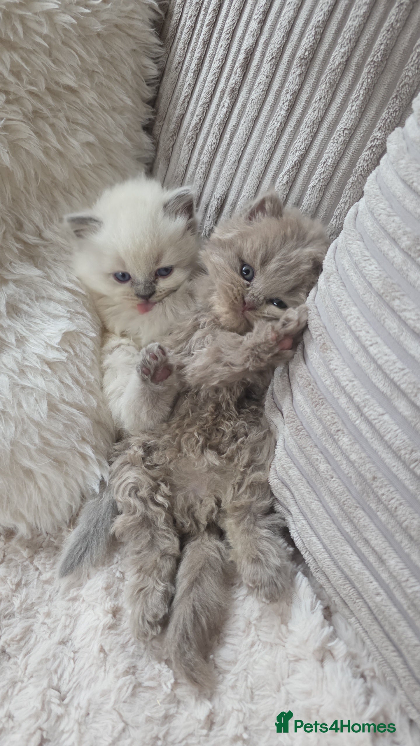 Mixed Breed cats Gorgeous mixed litter of Persian and BSH - Advert 2