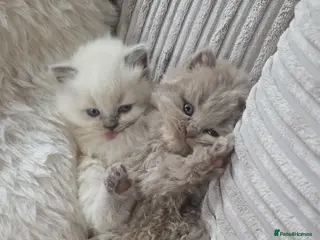 Mixed Breed cats Gorgeous mixed litter of Persian and BSH - Advert 2