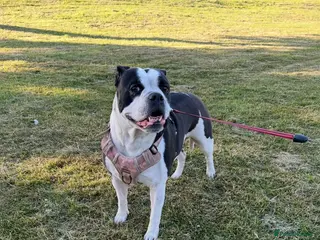 Mixed Breed dogs Mastiff X olde English Bulldog Pups - Advert 4