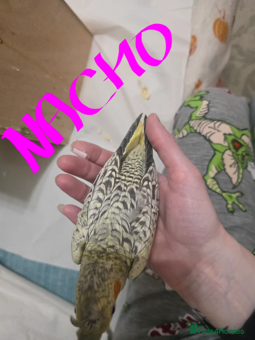 Cockatiels birds for sale: Baby cockatiels mixed  - Advert 3