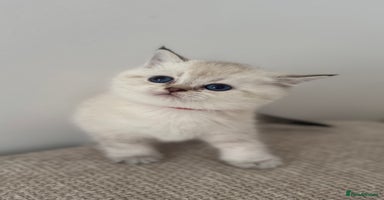 British Shorthair cats - Advert 16