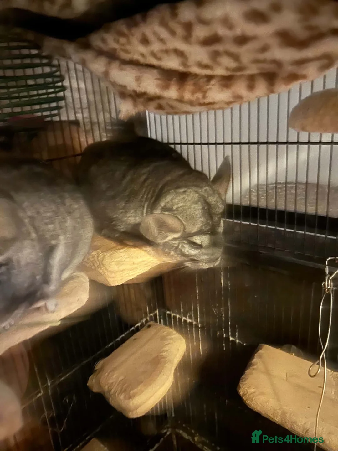 Mixed Breed cats for adoption: ❤️ CUTE BONDED MALE & FEMALE CHINCHILLAS ❤️ - Advert 3