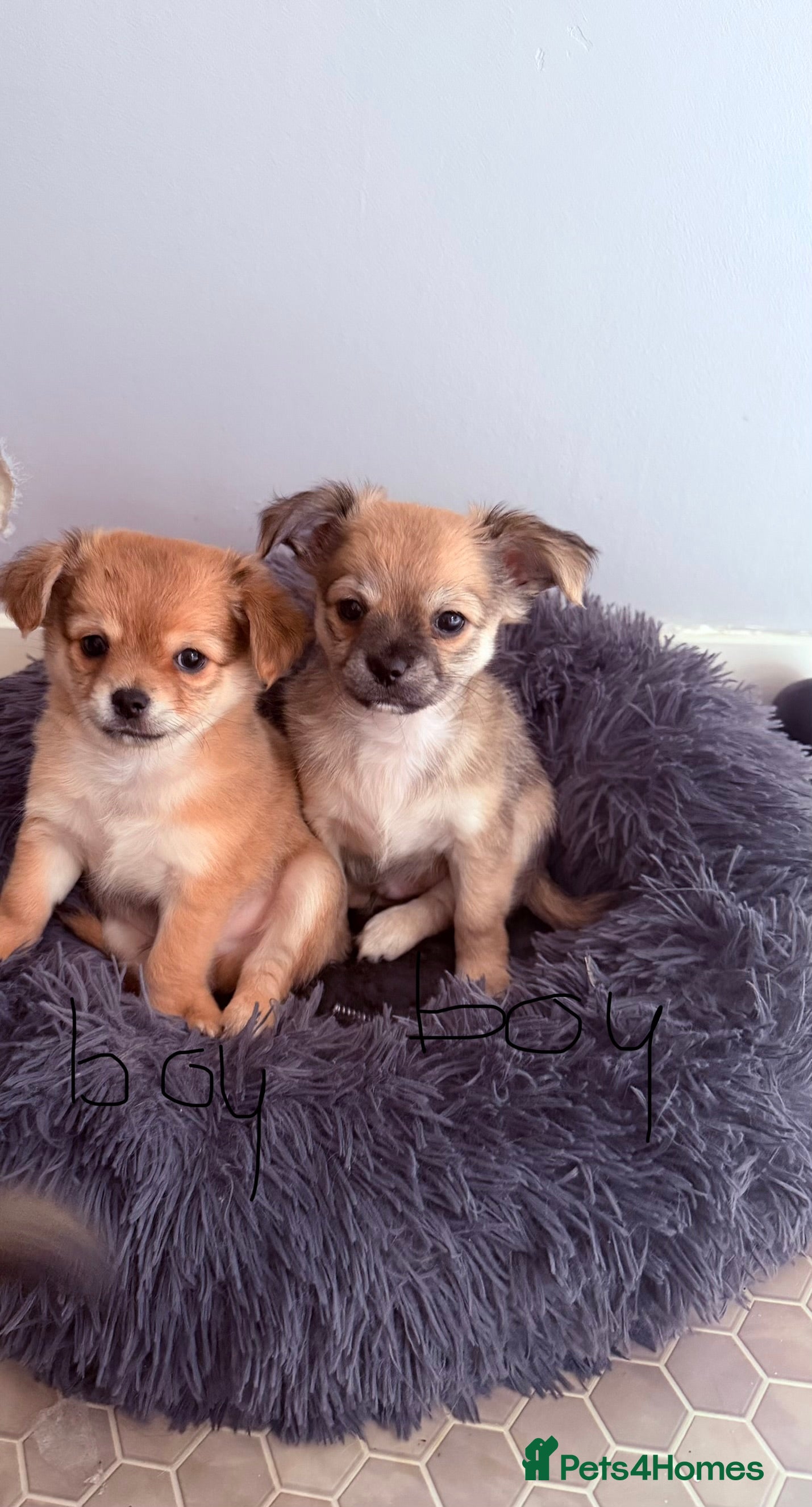 Pomchi dogs 4 chihuahua mix puppies  - Advert 1