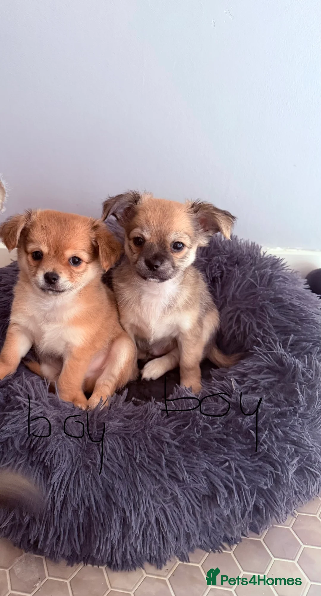 Pomchi dogs for sale: 4 chihuahua mix puppies  - Advert 1