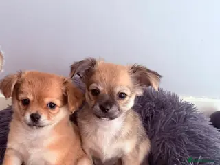 Pomchi dogs 4 chihuahua mix puppies - Advert 5