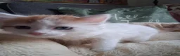 Mixed Breed cats for sale: Two beautiful kittens  in Peterborough - Advert 4