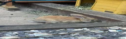 Continental Giant rabbits for sale: READY NOW.. 1 Beautiful Giant Doe left - Advert 4