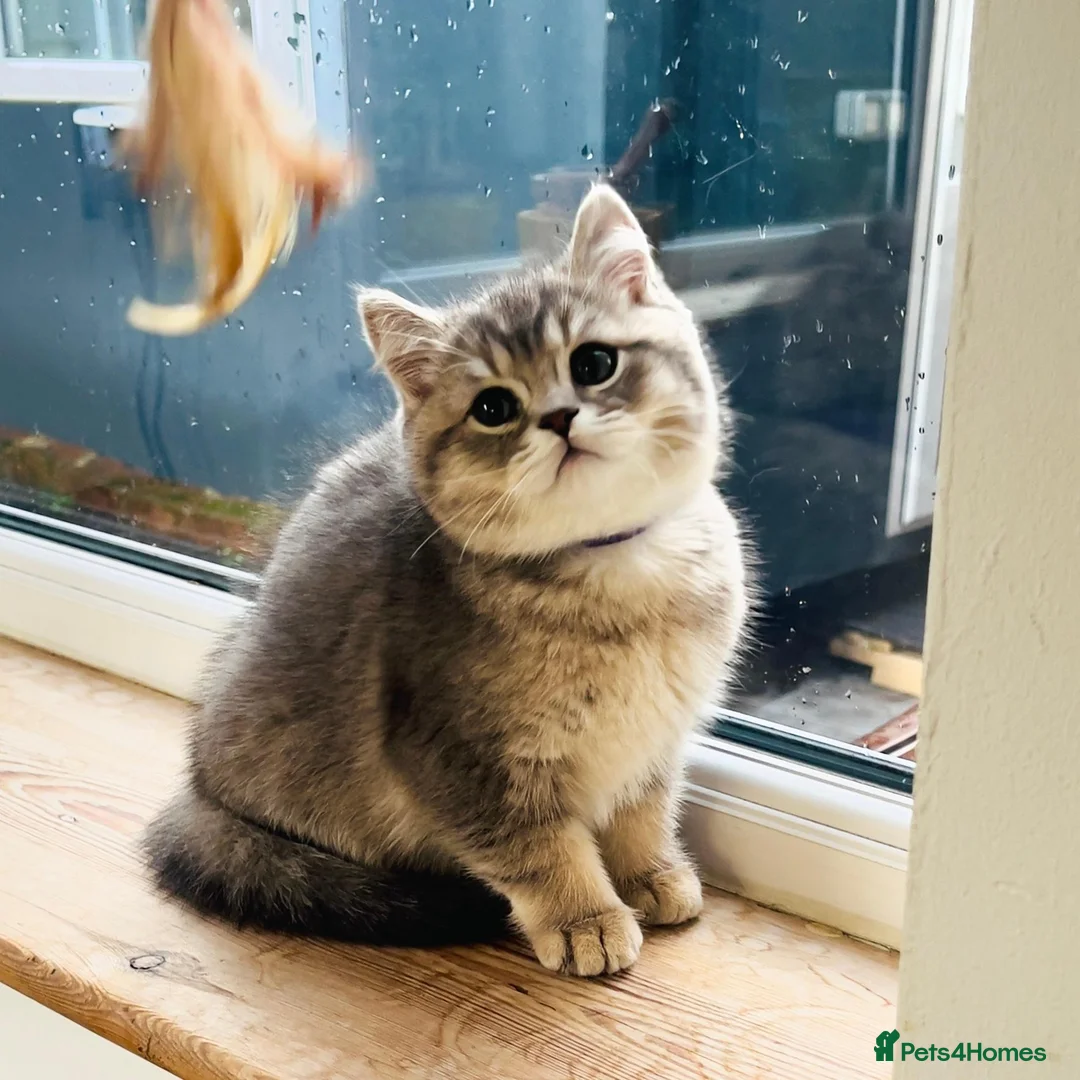 British Shorthair cats for sale: GCCF/TICA British Shorthair Kittens–Champion Lines - Advert 2