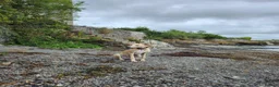 Mixed Breed dogs for sale: 6 month old saluki, grayhound, terrior  in Bangor - Advert 6