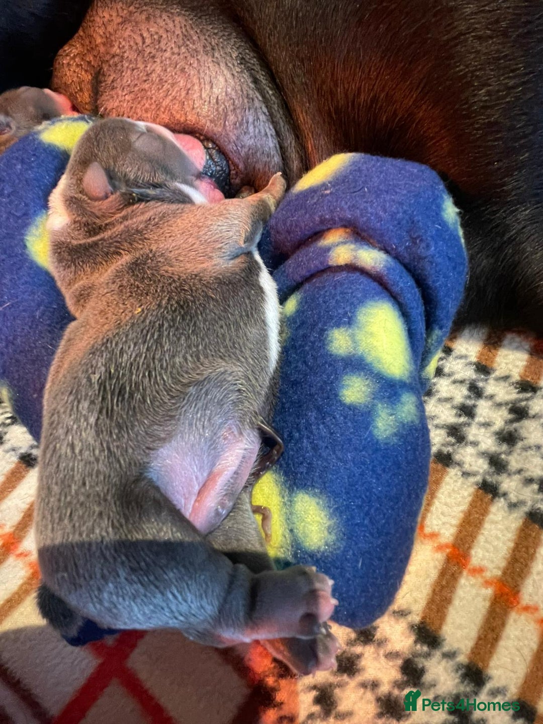 English Bulldog dogs for sale: Winnies babies - Image 2