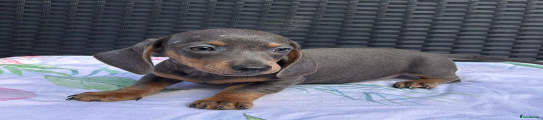 Miniature Dachshund Puppy 1
