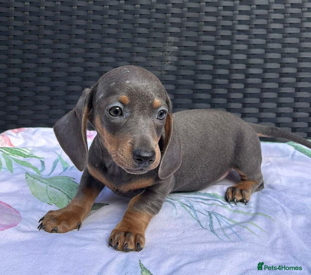Miniature Dachshund dogs for sale: READY NOW STUNNING MIX KC MIN PRA CLR - Image 11