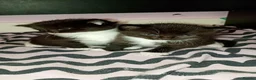 Mixed Breed cats for sale: 3 cute kittens looking for their forever homes - Advert 5