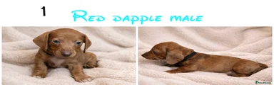 Miniature Dachshund Puppy 1