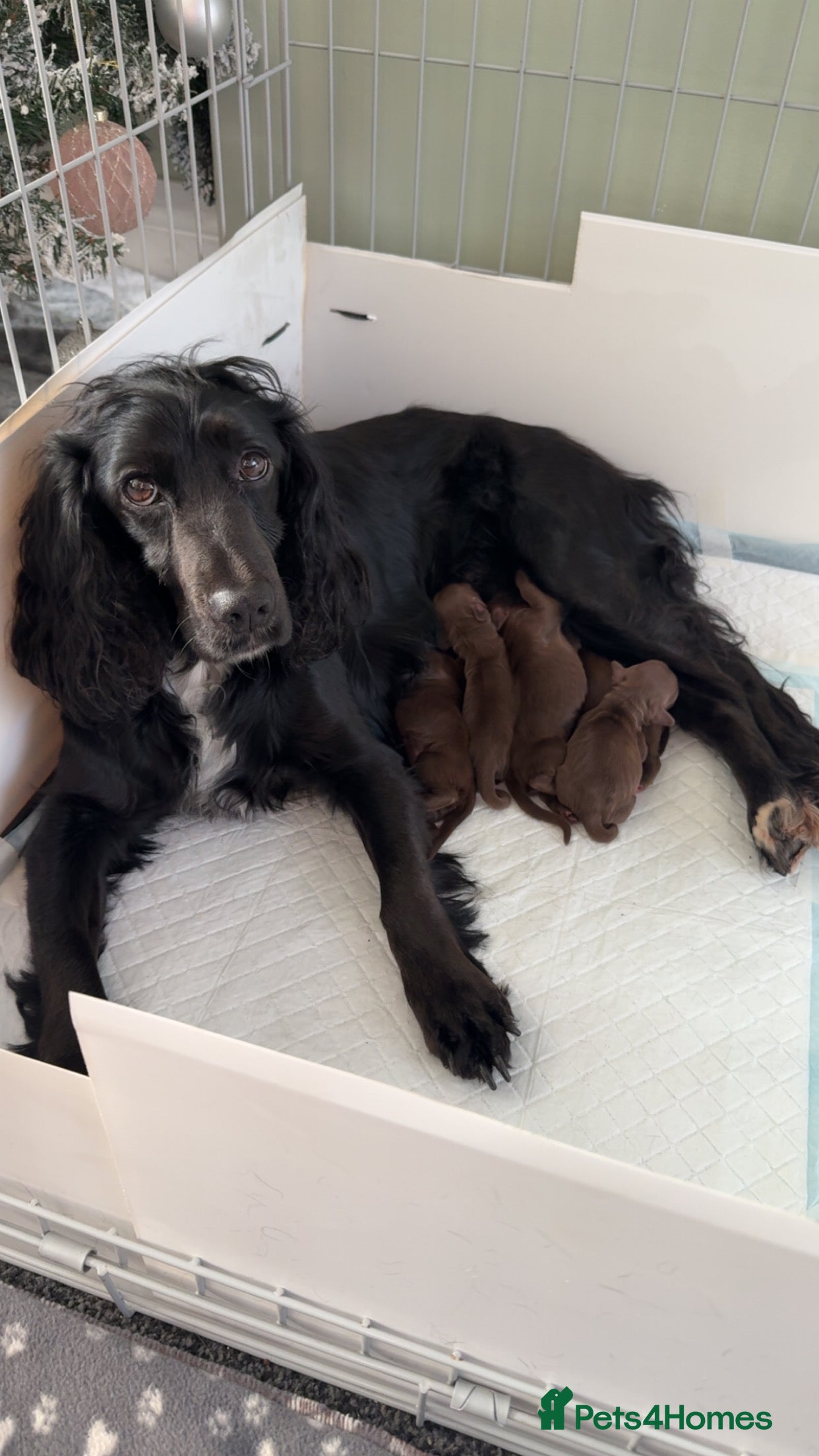 Cocker Spaniel dogs Working Cocker Spaniels - Advert 1