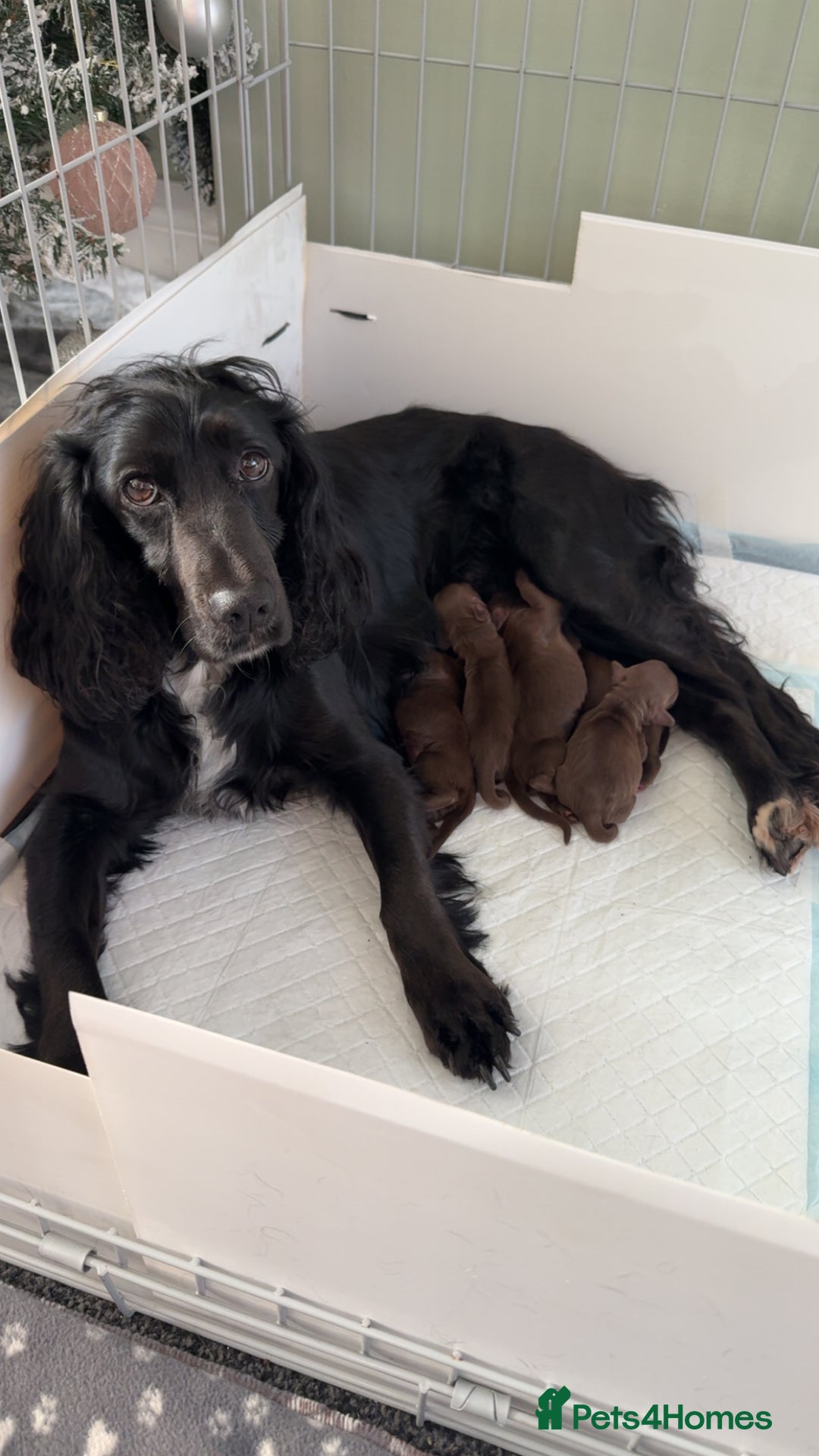 Cocker Spaniel dogs for sale: Working Cocker Spaniels - Advert 1