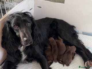 Cocker Spaniel dogs Working Cocker Spaniels - Advert 11