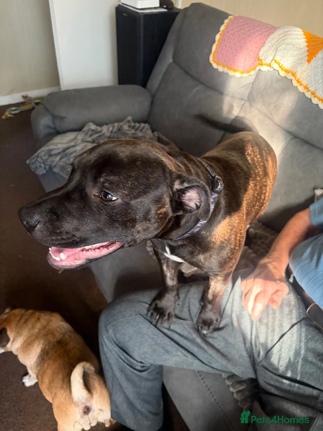 Staffordshire Bull Terrier dogs for sale: JACK - Staffordshire bull terrier  in Cannock - Advert 2