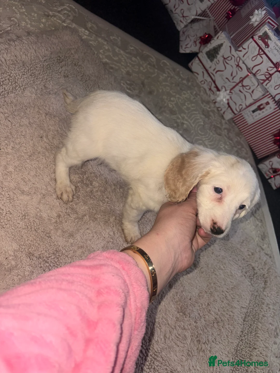 Cockapoo dogs for sale: Gorgeous F1B Cockapoo Puppies - Advert 9