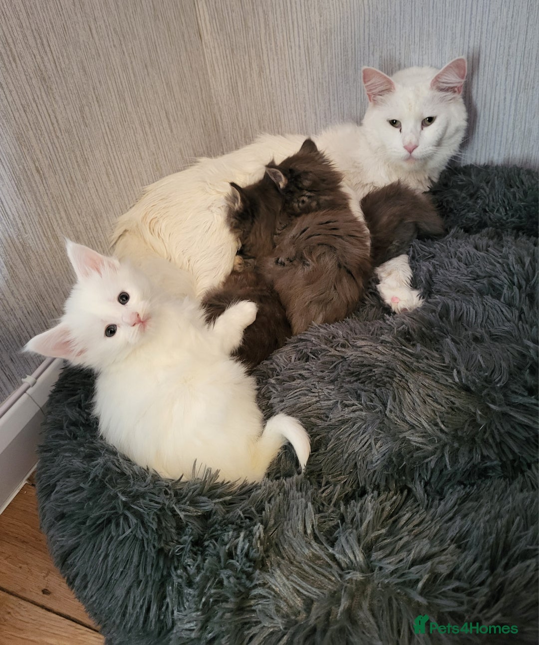 Maine Coon cats for sale: Beautiful Maine coon kitten girls  - Advert 5