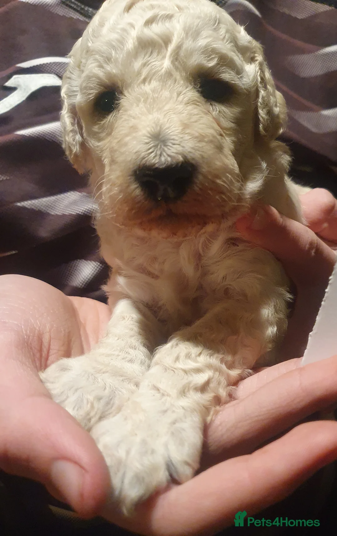 Standard Poodle dogs for sale: KC Standard poodles puppies from Champion lines - Advert 2