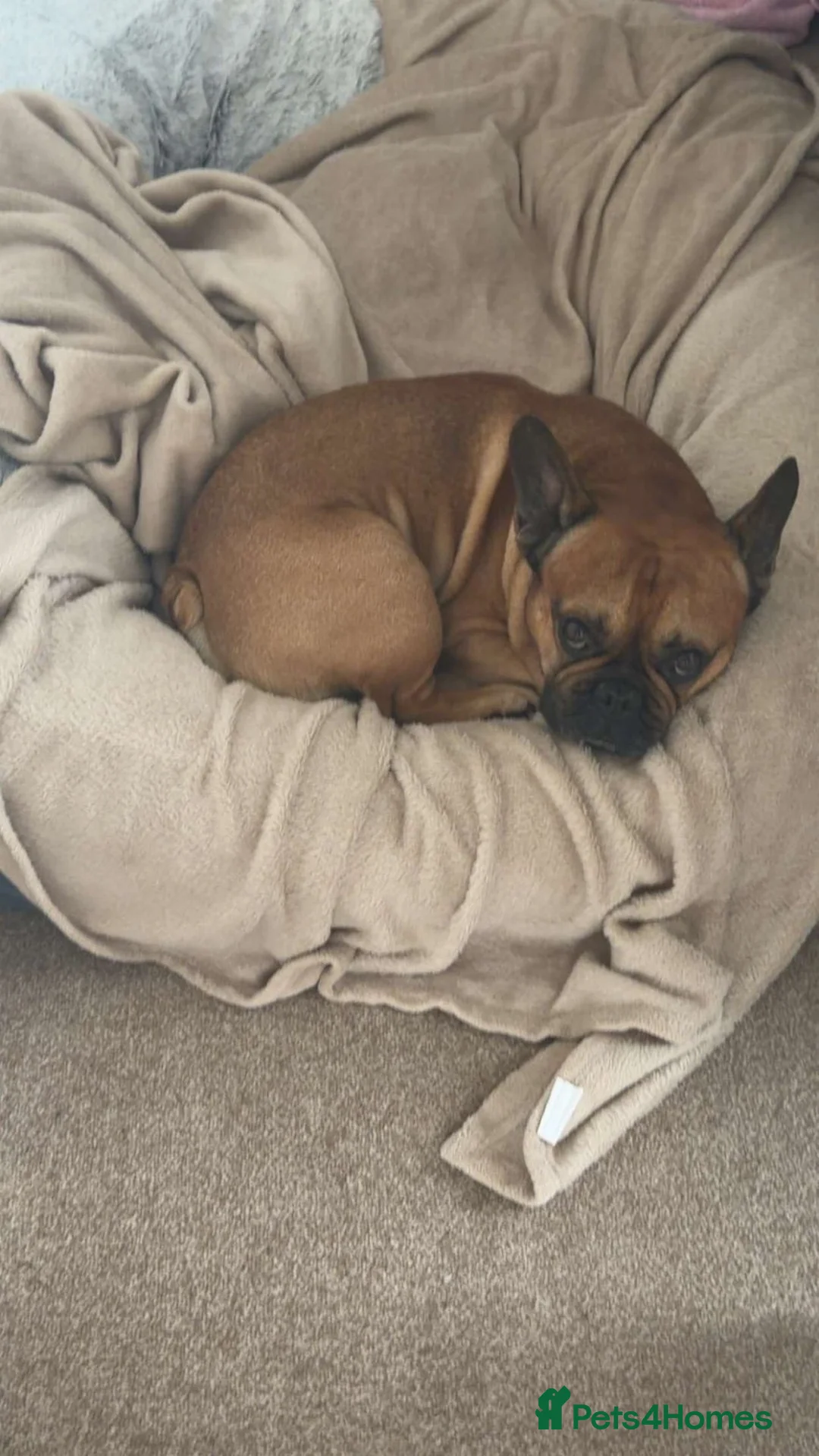 French Bulldog dogs for sale: Male frenchie  - Advert 2