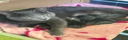Mixed Breed cats for sale: Adorable grey kittens & tabby grey kittens  in Salisbury - Advert 15