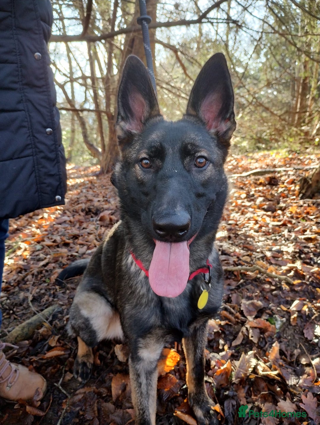 German Shepherd dogs for sale: German Shepherd Looking for a Loving Home - Advert 1