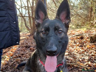 German Shepherd dogs German Shepherd Looking for a Loving Home - Advert 4