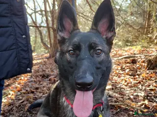 German Shepherd dogs German Shepherd Looking for a Loving Home - Advert 4