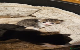 Mixed Breed cats for sale: 4 male kittens remaining, ready 25th October - Image 15