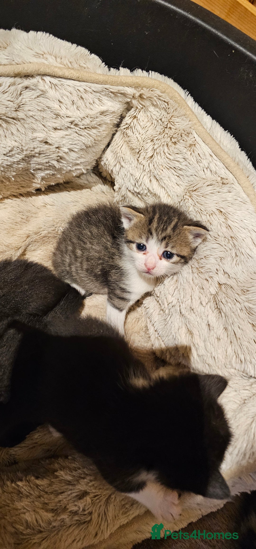 Mixed Breed cats for sale: 4 male kittens remaining, ready 25th October - Image 15