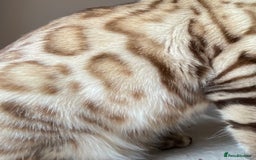 Bengal cats for sale: Beautiful Bengal boy - Image 6