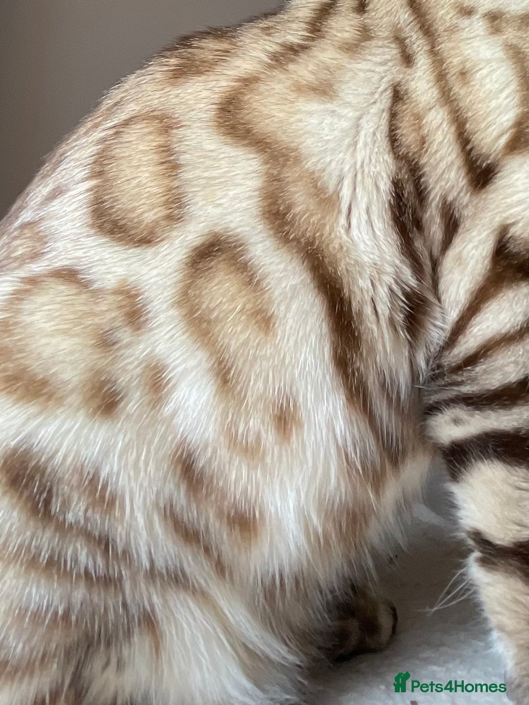 Bengal cats for sale: Beautiful Bengal boy - Image 6