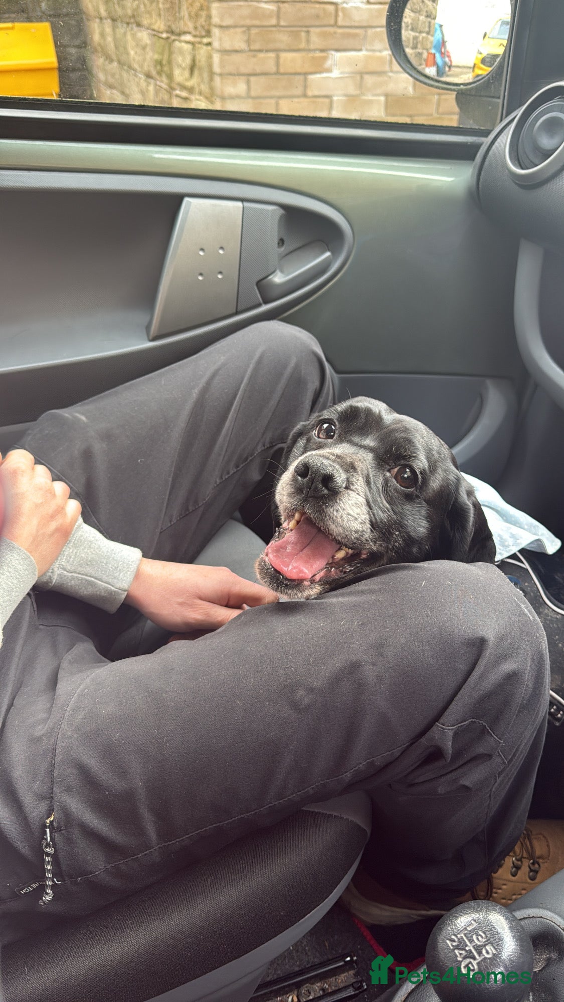 Mixed Breed dogs for sale: Beagle Labrador  in Ilkeston - Advert 4