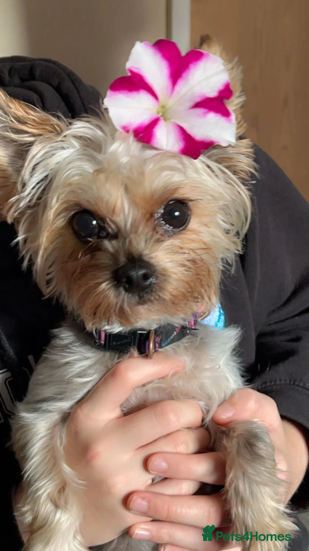 Yorkshire Terrier dogs for sale: Yorkshire terrier puppies  - Advert 6