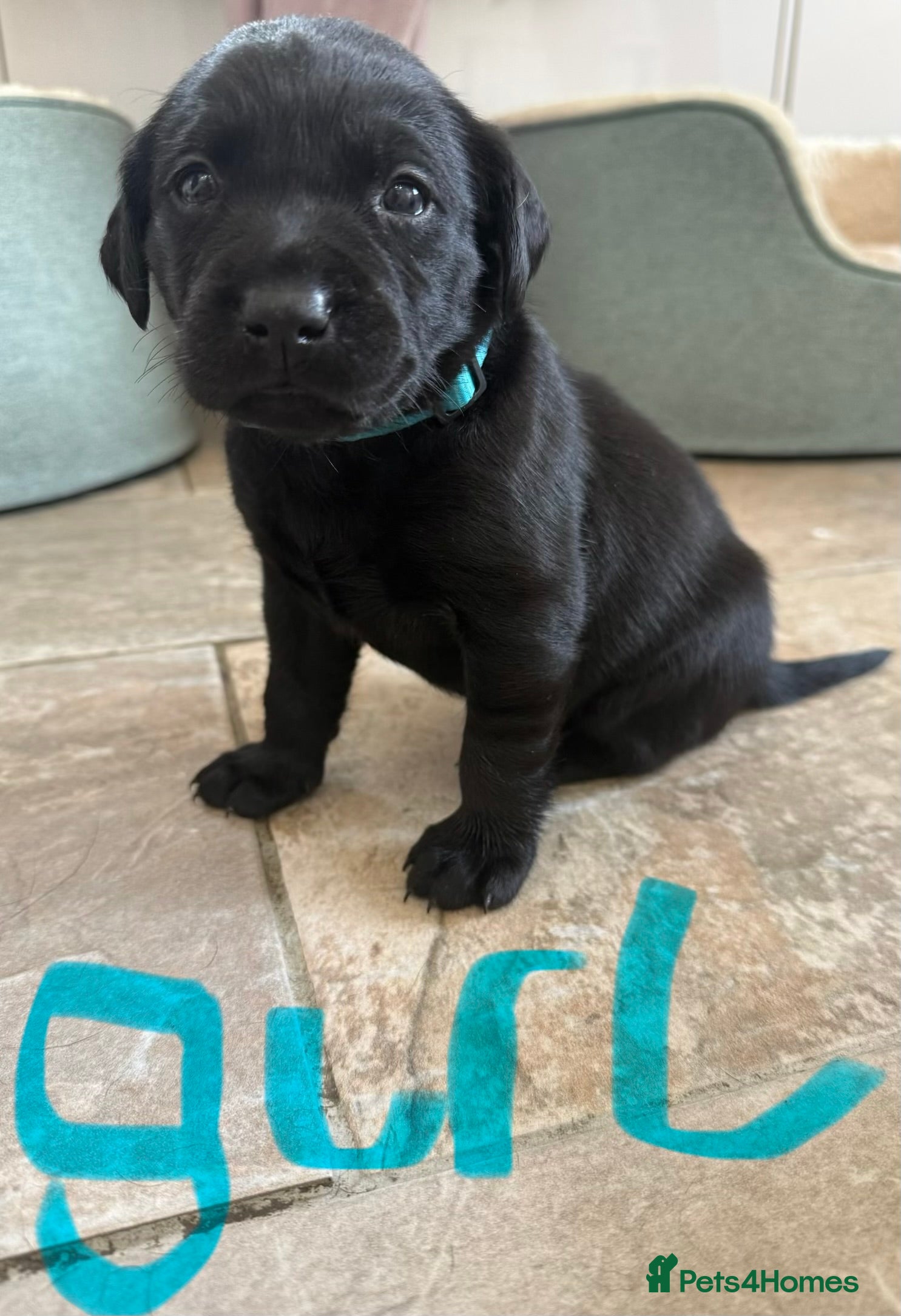 Labrador Retriever dogs Beautiful Working Lab pups - Advert 2